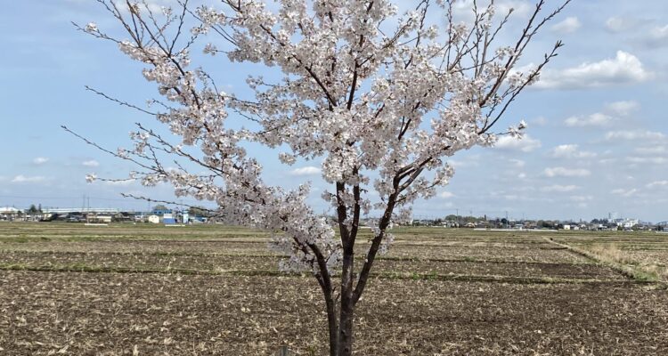 それぞれのお花見